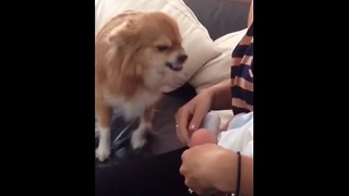 Dog Can't Help But Smile At Newborn Baby