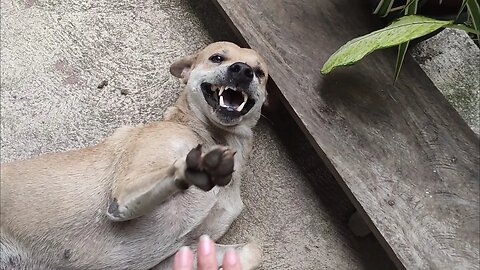 A Warm Welcome from Our Furbaby Benot and His Killer Smile | A Better Life PH| Foreigner in Province
