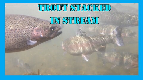 Trout Stacked Up In Stream