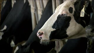Dairy farms to receive help after weeks of milk dumping