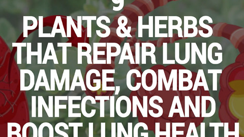 9 Plants & Herbs That Repair Lung Damage, Combat Infections and Boost Lung Health