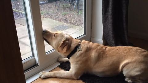 Labrador can't fathom bug on other side of glass