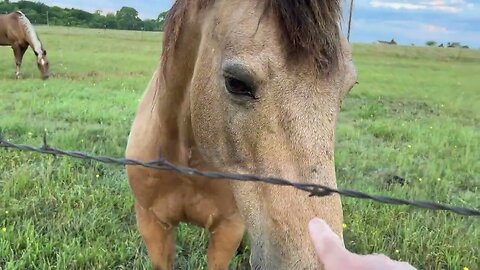 Discussing Pasture Care & Weed Control For Horse Pasture