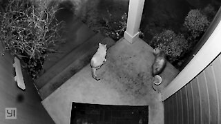 Cat Catches Possum Eating Her Food