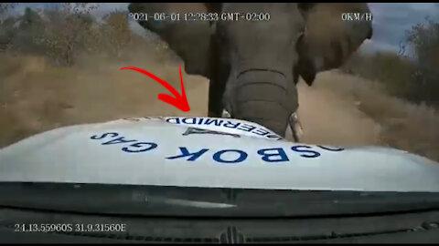 African Elephant Destroys Car - Driver Gets A Little To Close To The Herd!