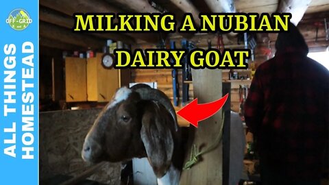 Nubian Dairy Goat - Traditional Way To Milk A Goat For Raw Milk // Homesteading Life