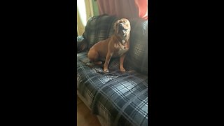 Bulldog loves howling along to harmonica music