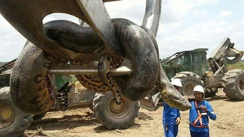 Najveća zmija na svijetu