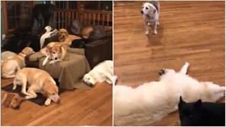 Dozens of dogs try to stay awake for NYE