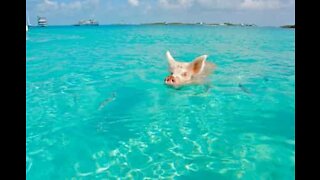 I maiali prendono il sole e fanno il bagno alle Bahamas