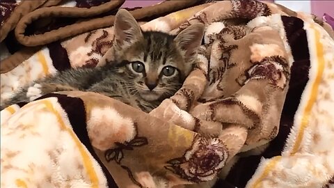 WATCH A LAZY KITTY TAKING A NAP