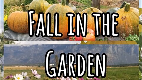 Fall Garden Tour and Harvest (October 4th, 2022)