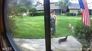 Dog scares cat