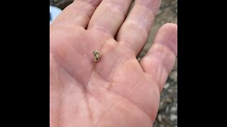 Gold Nugget Metal Detecting