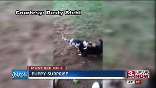 Omaha man surprises girlfriend with puppy swarm