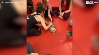 Cães bebés ajudam em aula de yoga!