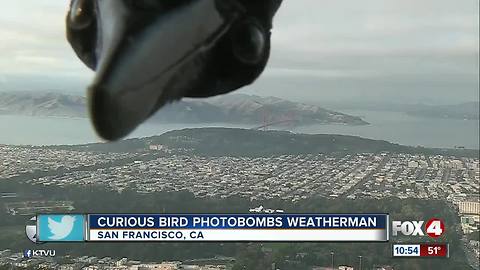 Curious Bird Photobombs Weatherman