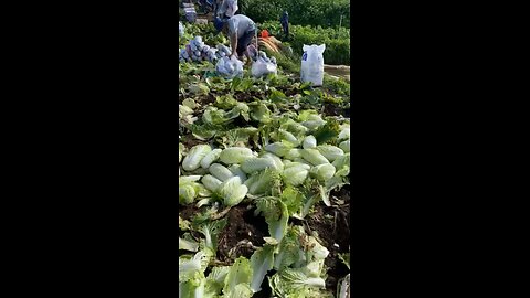 Harvesting Chinese cabbage