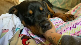 10-month-old rottweiler still sucks her owner’s thumb