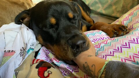 10-month-old rottweiler still sucks her owner’s thumb