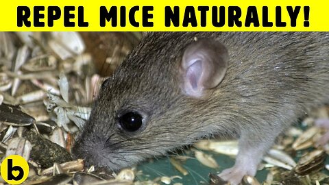 7 Ways To Get Rid Of Mice Permanently And Naturally