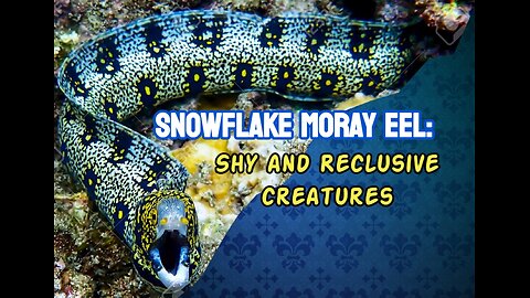 Snowflake Moray Eel: Shy and Reclusive Creatures