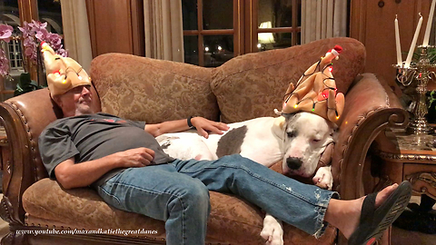 Funny Great Dane Snores on the Sofa While Cats Check Out Christmas Tree