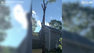 Felled tree flattens playhouse