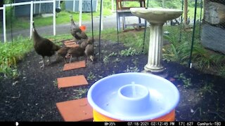 Wild Turkeys and Their Babies