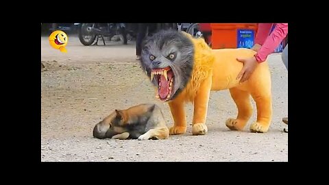 Troll Prank Dog Funny & fake Lion and Fake Tiger