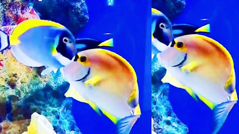 Amazing and beautiful fish playing in sea / colourful fish🌺🌺