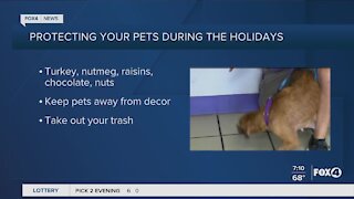 Protect your pets during the holiday