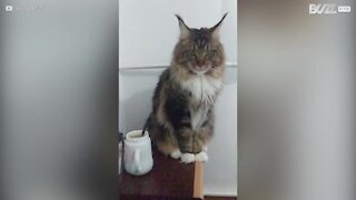 Ce chat a un grave problème de comportement...