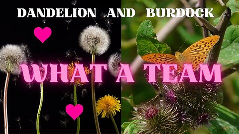 Dandelion and Burdock - What a Team!