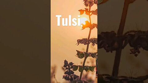 Tulsi for Herbal Fever Support