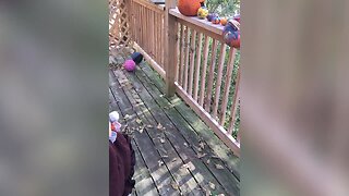 Little Girl Thought Pumpkin would Stay Good Forever – LOL