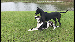 Bouncing Great Danes Enjoy Stick Wrestling Game