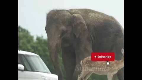Cute elephant busy eating plants #youtube #shortvideo #viral
