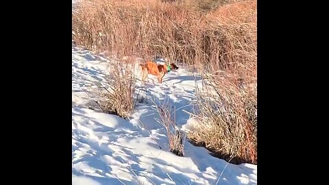 There is a second bird! Colorado pheasant hunt | Rocky Mountain Roosters