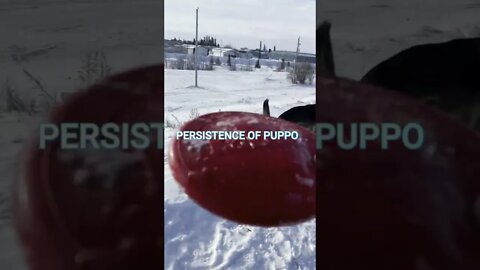 Persistence of Puppo