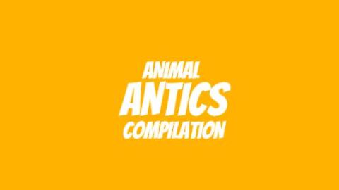 Animal Antics Compilation