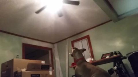 Jumping dog tries to catch ceiling fan