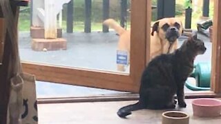 Cat shows dog who's boss