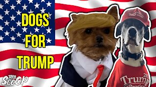 People Show Off Their Trump Supporting Dogs
