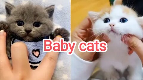 Baby Cats 😻 | Attractive Cats viral video | cuteness kittens compilation
