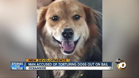 Man accused of torturing dogs out on bail