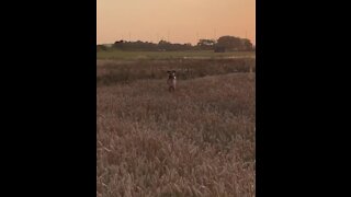 Dog hilarious hops through field like a kangaroo