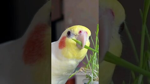Cockatiel diet #featheredfriends