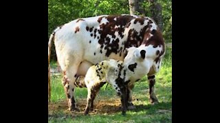 Why Normande Cows