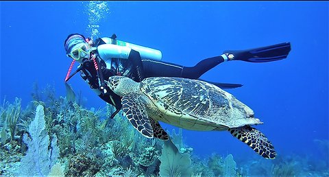 Girl has magical encounter with critically endangered sea turtle